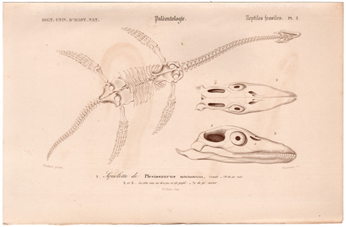 Plesiosaurus skeleton fossil